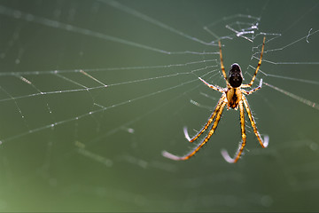 Image showing web pisauridae pisaura 