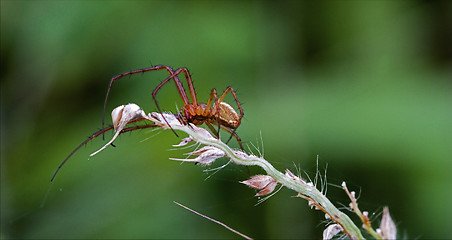 Image showing flower web pisauridae pisaura  