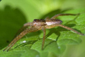 Image showing  heteropods sicariidae loxosceles