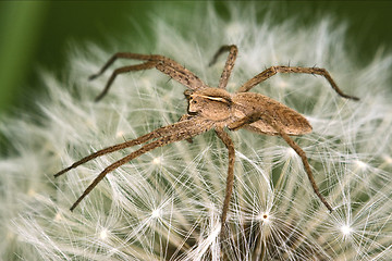 Image showing loxosceles rufescens misumena