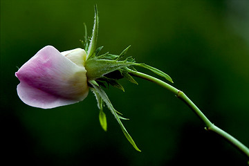 Image showing close up of a  pink rosa canina 