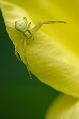 Image showing flower agelenidae tegenaria 