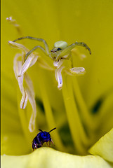 Image showing flower pisaura sicariidae loxosceles