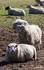 Image showing sheep