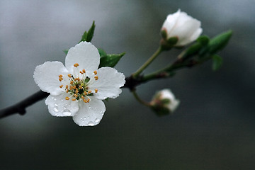 Image showing   arvensis mespilus germanica  malus 