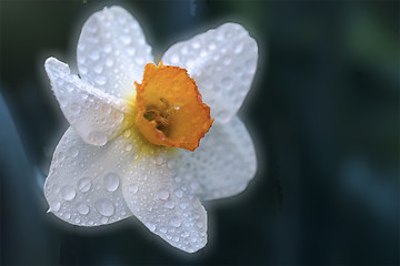 Image showing  close up of a yellow white narcissus  