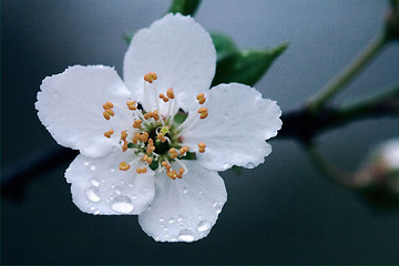 Image showing  sempervirens ulmifolius arvensis mespilus