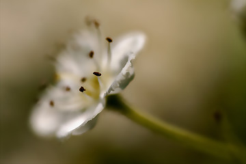 Image showing arvensis mespilus germanica  malus sylvestris