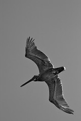 Image showing black pelican  flying in  epublica dominicana 