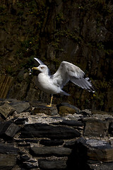 Image showing sea gull  in the  