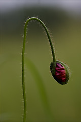 Image showing flowering  close up of a red  pink rosa canina