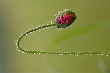 Image showing flowering macro close up of a red  pink 