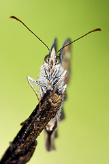 Image showing  little brown butterfly resting  