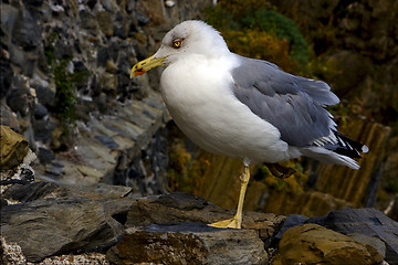 Image showing sea gull  rest 