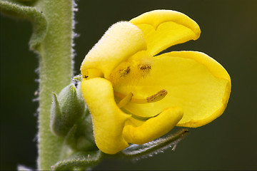 Image showing  primula veris  primulacee  yellow flower oenothera 