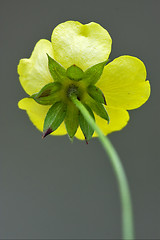 Image showing rear macro close up of a yellow geum urbanum 