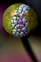 Image showing blue violet allium ampeloprasum commutatum 