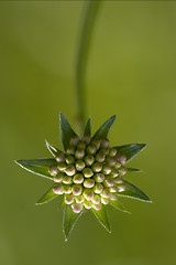 Image showing  commutatum liliacee  green background 