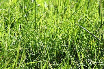 Image showing Green grass