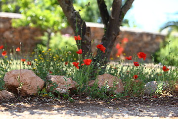 Image showing Garden path with poppies