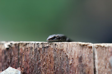 Image showing abstract view of a lizard