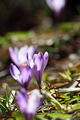 Image showing backlit crocuses