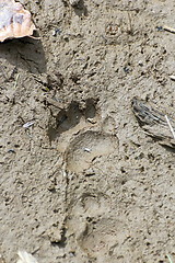 Image showing badger footprint in the mud