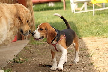 Image showing beagle playing with golden retriever