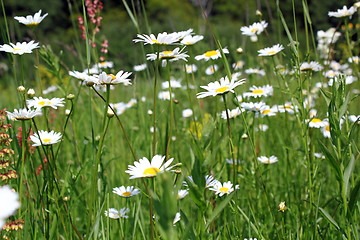 Image showing field full of wild daisies