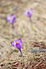 Image showing first wild flowers of spring