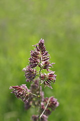 Image showing grass inflorescence