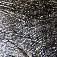 Image showing grunge cut tree texture