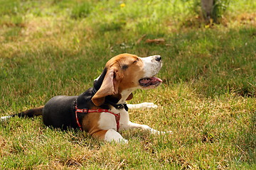 Image showing lazy beagle standing in the grass