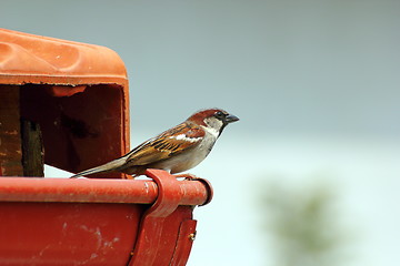 Image showing male house sparrow on the roof