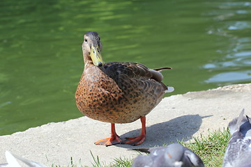 Image showing mallard duck near the lake