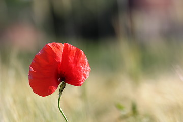 Image showing poppy growind near corn field