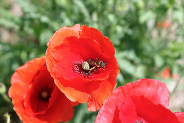 Image showing poppy with bee