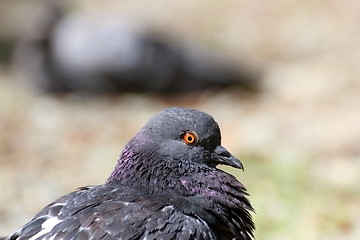 Image showing portrait of a pigeon