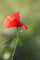 Image showing red poppy blown by the wind