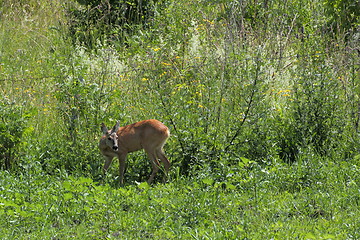 Image showing roe deer doe in the big grass
