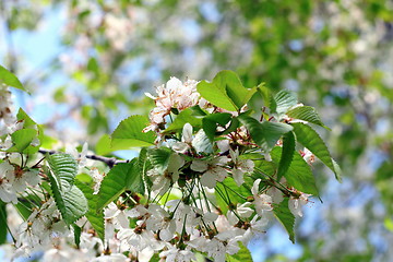 Image showing spring tree flowers