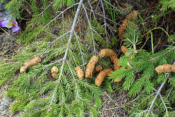 Image showing tetrao urogallus excrements