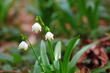 Image showing white snowdrops