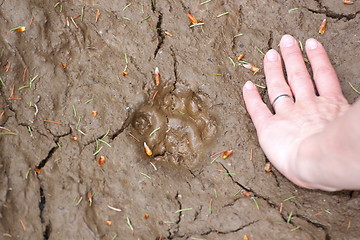 Image showing wild cat footprint