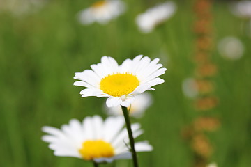 Image showing wild daisy