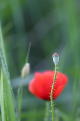 Image showing wild poppy capsule