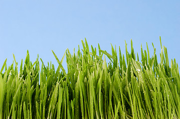 Image showing dew on grass