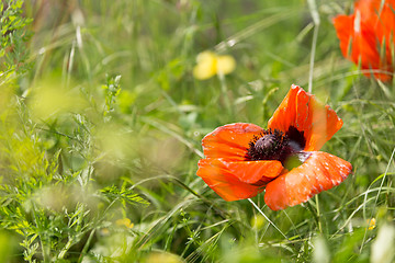 Image showing Poppy flower