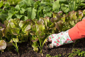 Image showing Planting salad seedlings