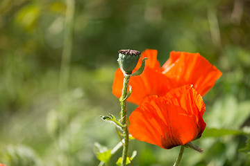 Image showing Poppy flower